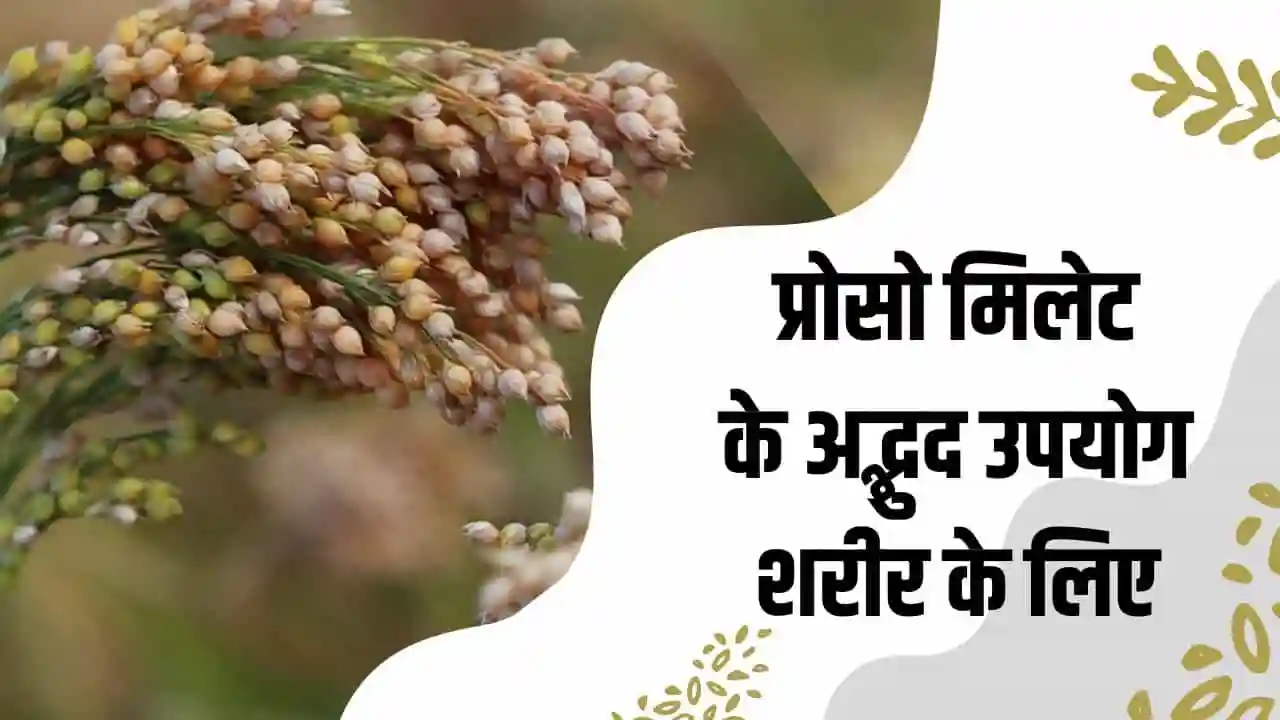 Proso Millet In Hindi uses for Health